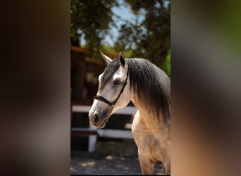 PRE Mix, Stallion, 6 years, 16 hh, Grey