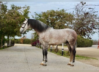PRE Mix, Stallion, 6 years, 16 hh, Grey