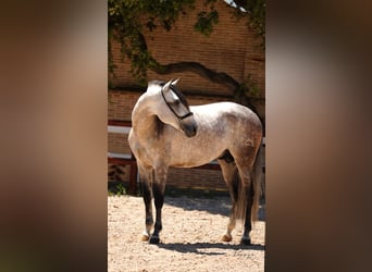 PRE Mix, Stallion, 6 years, 16 hh, Grey