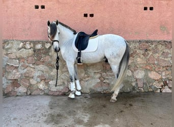 PRE Mix, Stallion, 6 years, 16 hh, Grey-Fleabitten
