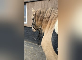 PRE, Stallion, 6 years, 16 hh, Pearl