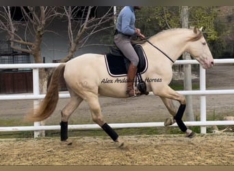 PRE Mix, Stallion, 6 years, 16 hh, Perlino