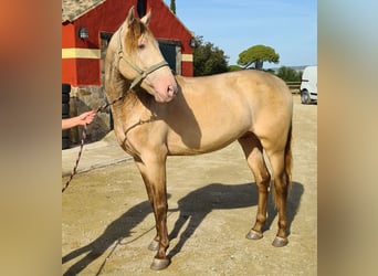 PRE, Stallion, 6 years, 16 hh, Perlino