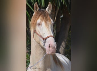 PRE, Stallion, 6 years, 16 hh, Perlino