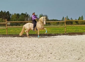 PRE, Stallion, 6 years, 16 hh, Perlino