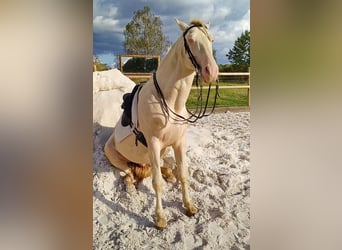 PRE, Stallion, 6 years, 16 hh, Perlino