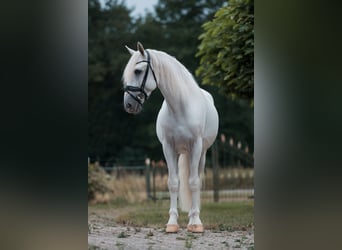 PRE Mix, Stallion, 6 years, 16 hh, White