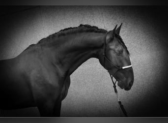 PRE Mix, Stallion, 6 years, 16,1 hh, Black