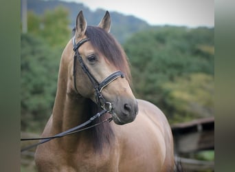 PRE, Stallion, 6 years, 16,1 hh, Buckskin