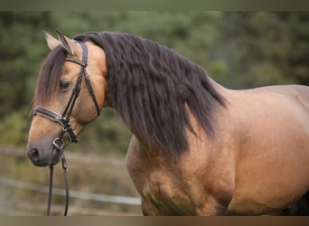 PRE, Stallion, 6 years, 16,1 hh, Buckskin
