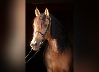 PRE, Stallion, 6 years, 16,1 hh, Buckskin