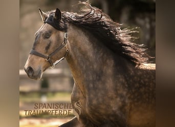 PRE Mix, Stallion, 6 years, 16,1 hh, Dun