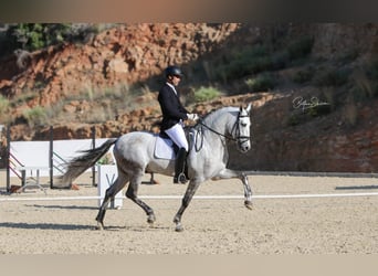 PRE Mix, Stallion, 6 years, 16,1 hh, Gray-Dapple