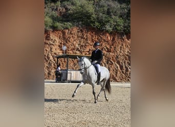 PRE Mix, Stallion, 6 years, 16,1 hh, Gray-Dapple