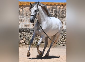 PRE Mix, Stallion, 6 years, 16,1 hh, Gray