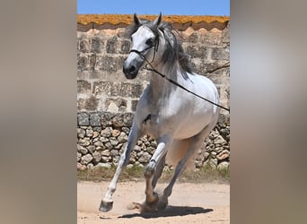 PRE Mix, Stallion, 6 years, 16,1 hh, Gray