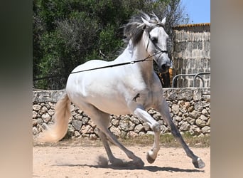 PRE Mix, Stallion, 6 years, 16,1 hh, Gray