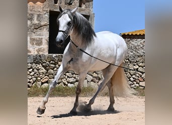 PRE Mix, Stallion, 6 years, 16,1 hh, Gray