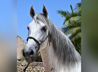 PRE Mix, Stallion, 6 years, 16,1 hh, Gray