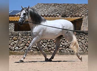 PRE Mix, Stallion, 6 years, 16,1 hh, Gray