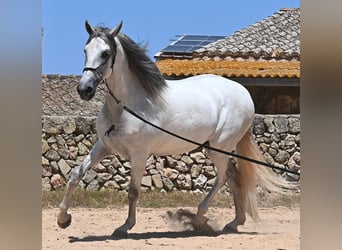 PRE Mix, Stallion, 6 years, 16,1 hh, Gray