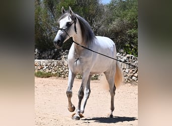 PRE Mix, Stallion, 6 years, 16,1 hh, Gray
