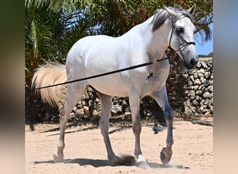 PRE Mix, Stallion, 6 years, 16,1 hh, Gray