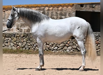 PRE Mix, Stallion, 6 years, 16,1 hh, Gray