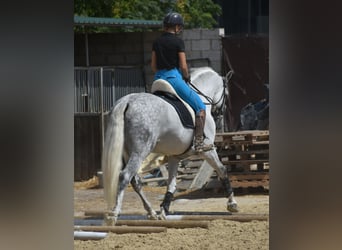 PRE Mix, Stallion, 6 years, 16,1 hh, Grey-Dapple