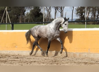 PRE Mix, Stallion, 6 years, 16,1 hh, Grey-Dapple