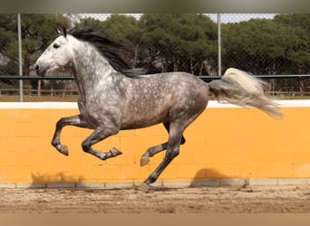 PRE Mix, Stallion, 6 years, 16,1 hh, Grey-Dapple