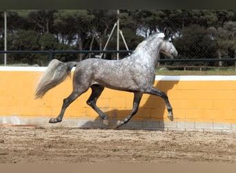 PRE Mix, Stallion, 6 years, 16,1 hh, Grey-Dapple