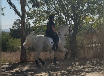 PRE Mix, Stallion, 6 years, 16,1 hh, Grey
