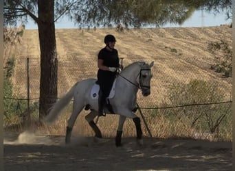 PRE Mix, Stallion, 6 years, 16,1 hh, Grey