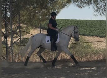 PRE Mix, Stallion, 6 years, 16,1 hh, Grey