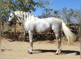 PRE Mix, Stallion, 6 years, 16,1 hh, Grey