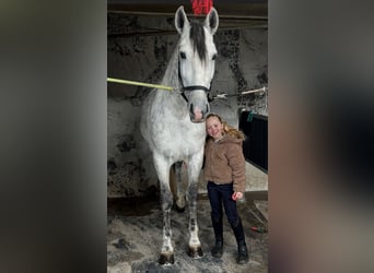 PRE, Stallion, 6 years, 16,1 hh, Grey