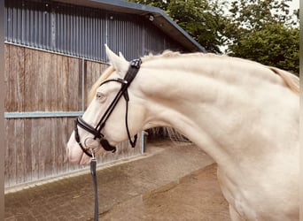 PRE, Stallion, 6 years, 16,1 hh, Pearl