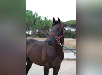 PRE Mix, Stallion, 6 years, 16,2 hh, Bay-Dark