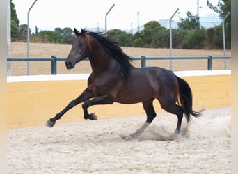PRE Mix, Stallion, 6 years, 16,2 hh, Bay-Dark