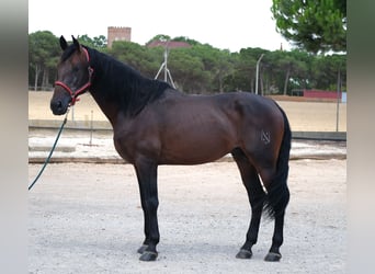 PRE Mix, Stallion, 6 years, 16,2 hh, Bay-Dark