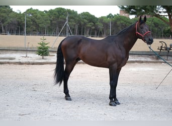 PRE Mix, Stallion, 6 years, 16,2 hh, Bay-Dark