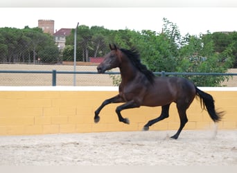 PRE Mix, Stallion, 6 years, 16,2 hh, Bay-Dark