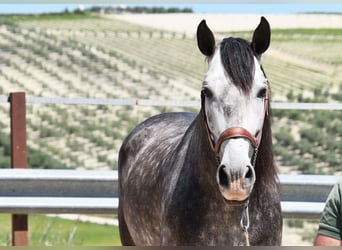 PRE Mix, Stallion, 6 years, 16,2 hh, Gray