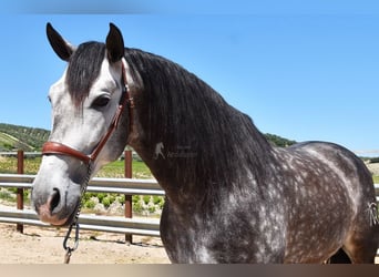 PRE Mix, Stallion, 6 years, 16,2 hh, Gray
