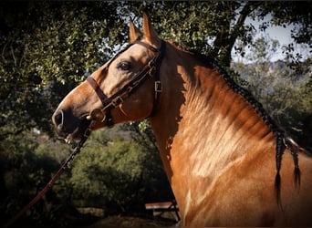 PRE Mix, Stallion, 6 years, 16,3 hh, Buckskin