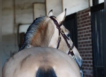 PRE Mix, Stallion, 6 years, 16,3 hh, Buckskin