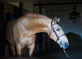 PRE Mix, Stallion, 6 years, 16,3 hh, Buckskin