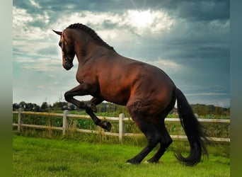 PRE Mix, Stallion, 6 years, 17,1 hh, Bay-Dark