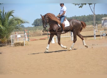 PRE, Stallion, 6 years, 17.1 hh, Chestnut